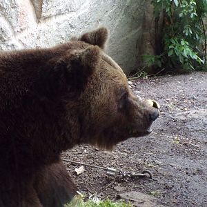 European brown bear 9.7.25