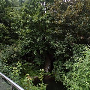 European brown bear enclosure 9.7.25