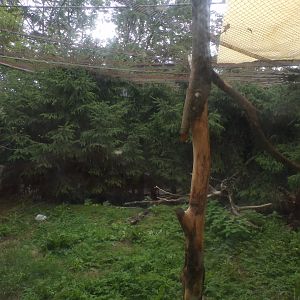 European wildcat enclosure 9.7.25