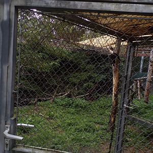 European wildcat enclosure 9.7.25
