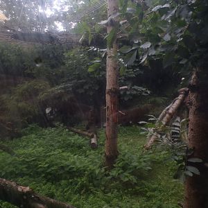 Europeam wildcat enclosure 9.7.25