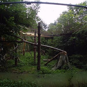 European wildcat enclosure 9.7.25