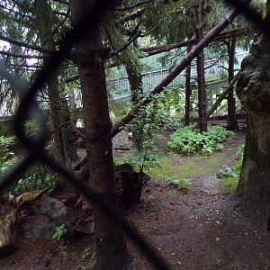 European wildcat enclosure 9.7.25