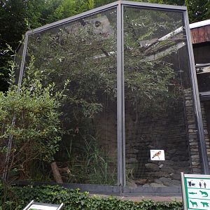 Goldfinch and Eurasian golden oriole aviary 9.7.25