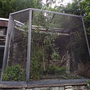 Little ringed plover and lesser whitethroat aviary 9.7.25