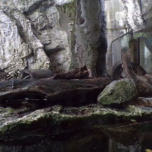 Eurasian otter enclosure 9.7.25