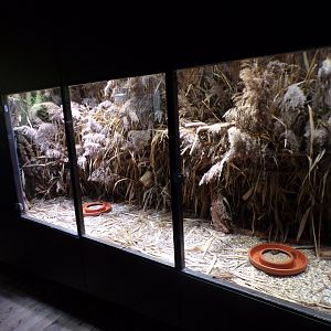 Harvest mouse enclosure 9.7.25