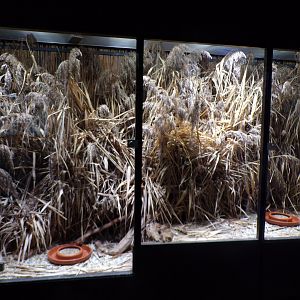 Harvest mouse enclosure 9.7.25