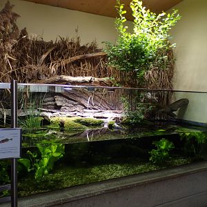 Marsh frog and Threespine stickleback exhibit 9.7.25
