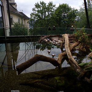 Pond terrapin exhibit 9.7.25