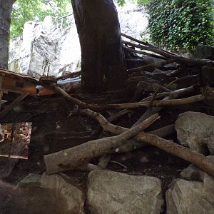 Western polecat enclosure 9.7.25