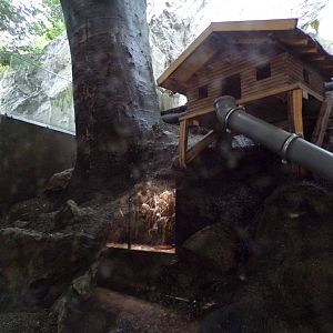 Western polecat enclosure 9.7.25