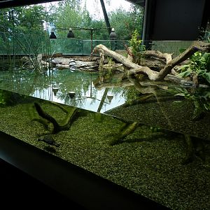 Pond terrapin exhibit 9.7.25