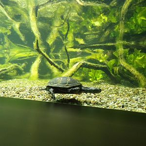 Pond terrapin 9.7.25