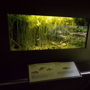 Bitterling and Moderlieschen tank 9.7.25