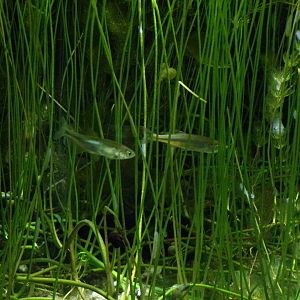 Moderlieschen fish 9.7.25