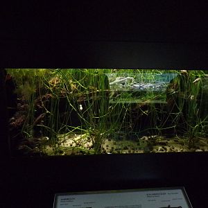 Weatherfish and wart newt tank 9.7.25