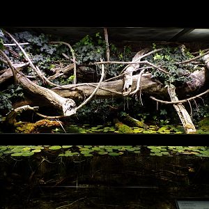 Common tree frog and smooth newt exhibit 9.7.25