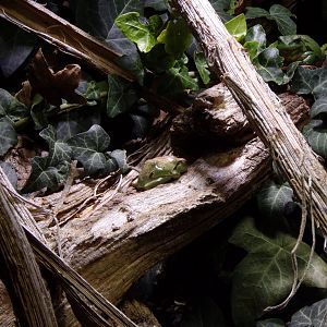 Common tree frog 9.7.25