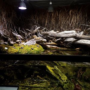 Yellow-bellied toad and Alpine newt exhibit 9.7.25