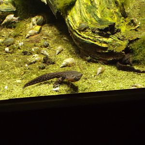 Alpine newt 9.7.25