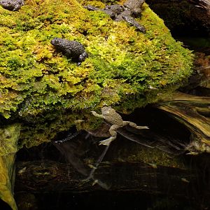 Yellow- bellied toads 9.7.25