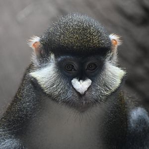 Tropical Forests - Red-tailed guenon