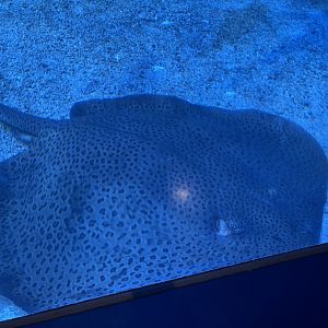 reticulate whipray (himantura uarnak)