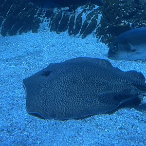 fine-spotted leopard whipray (himantura tutul)