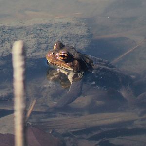 Eastern Japanese Toad (Bufo formosus)