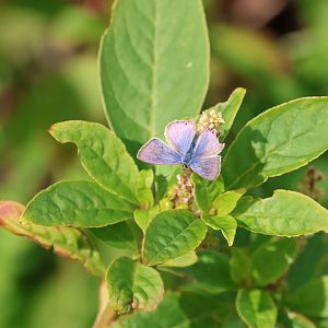 Long-tailed Blue (Lampides boeticus), Pencarrow Coast Road (Lower Hutt, Wellington)