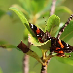 New Zealand Red Admiral (Vanessa gonerilla gonerilla), Pencarrow Coast Road (Lower Hutt, Wellington)
