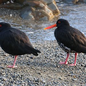 Variable Oystercatcher (Haematopus unicolor) pair, Pencarrow Coast Road (Lower Hutt, Wellington)