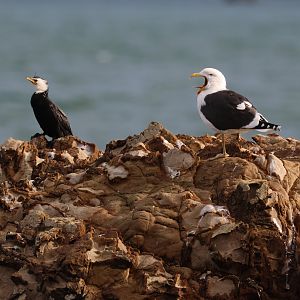 Little Shag (left) & Kelp Gull (right), Pencarrow Coast Road (Lower Hutt, Wellington)