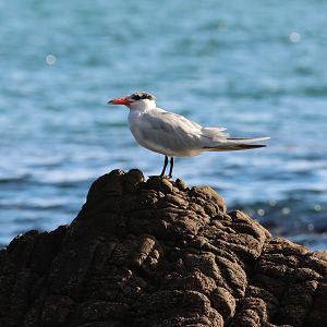 Caspian Tern (Hydroprogne caspia), Pencarrow Coast Road (Lower Hutt, Wellington)