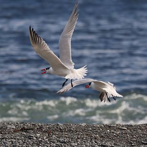 Caspian Tern (Hydroprogne caspia) juvenile & adult, Pencarrow Coast Road (Lower Hutt, Wellington)