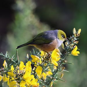 Silvereye (Zosterops lateralis lateralis), Pencarrow Coast Road (Lower Hutt, Wellington)