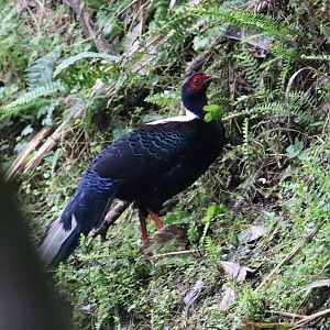 Swinhoe's Pheasant (Lophura swinhoii)