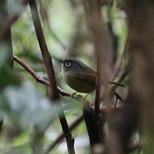 Morrison's Fulvetta (Alcippe morrisonia)