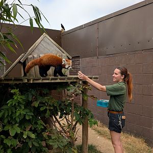 Red Panda Feeding