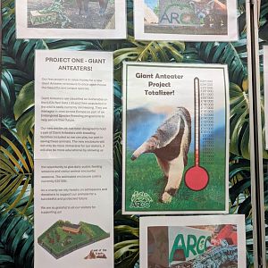 Giant Anteater Fundraising Display