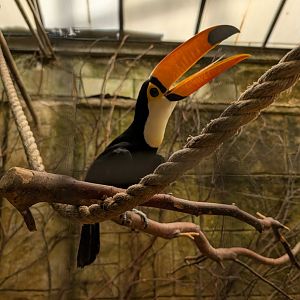Toco Toucan