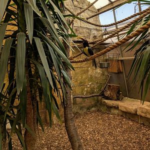 Aracari Aviary