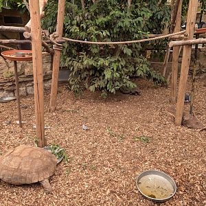 Tortoise Enclosure