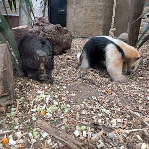 Saki Monkey & Tamandua