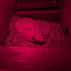 Armadillo Sleeping