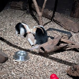Tamandua Enrichment