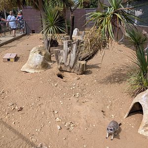 Meerkat Enclosure