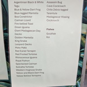 Reptiles Amphibians and Invertebrates Species List