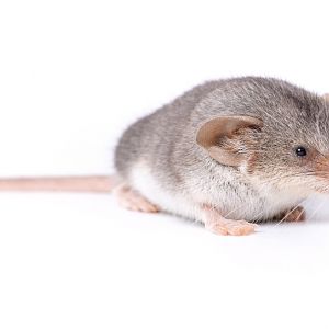 Saharan shrew (Crocidura tarfayensis)